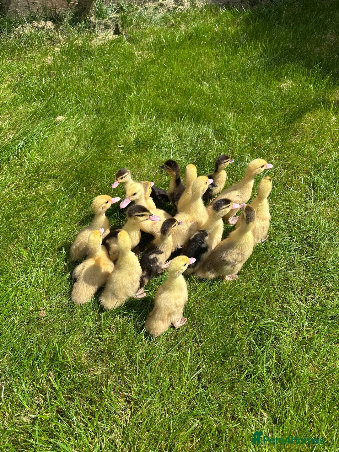 Ducks poultry for sale: Muscovy ducklings, mixed colours - Image 1