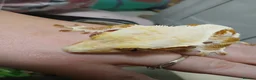 Gecko reptiles for sale: Lilly white female gecko - Advert 4