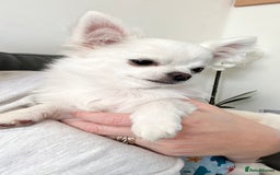 Chihuahua dogs for sale: Absolutely gorgeous White Longcoat Boy  - Image 1