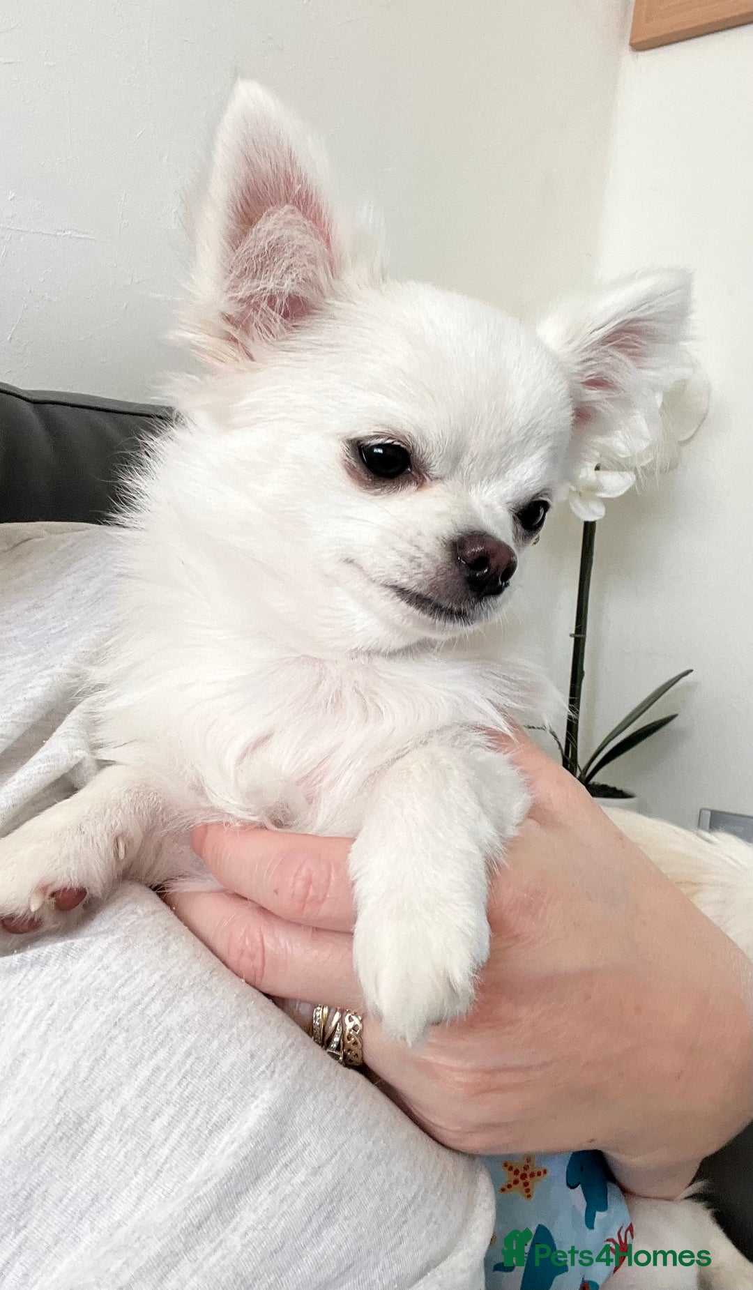Chihuahua dogs for sale: Absolutely gorgeous White Longcoat Boy  - Image 1