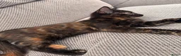 Domestic Shorthair cats for sale: Tortoiseshell girl kitten - Advert 2