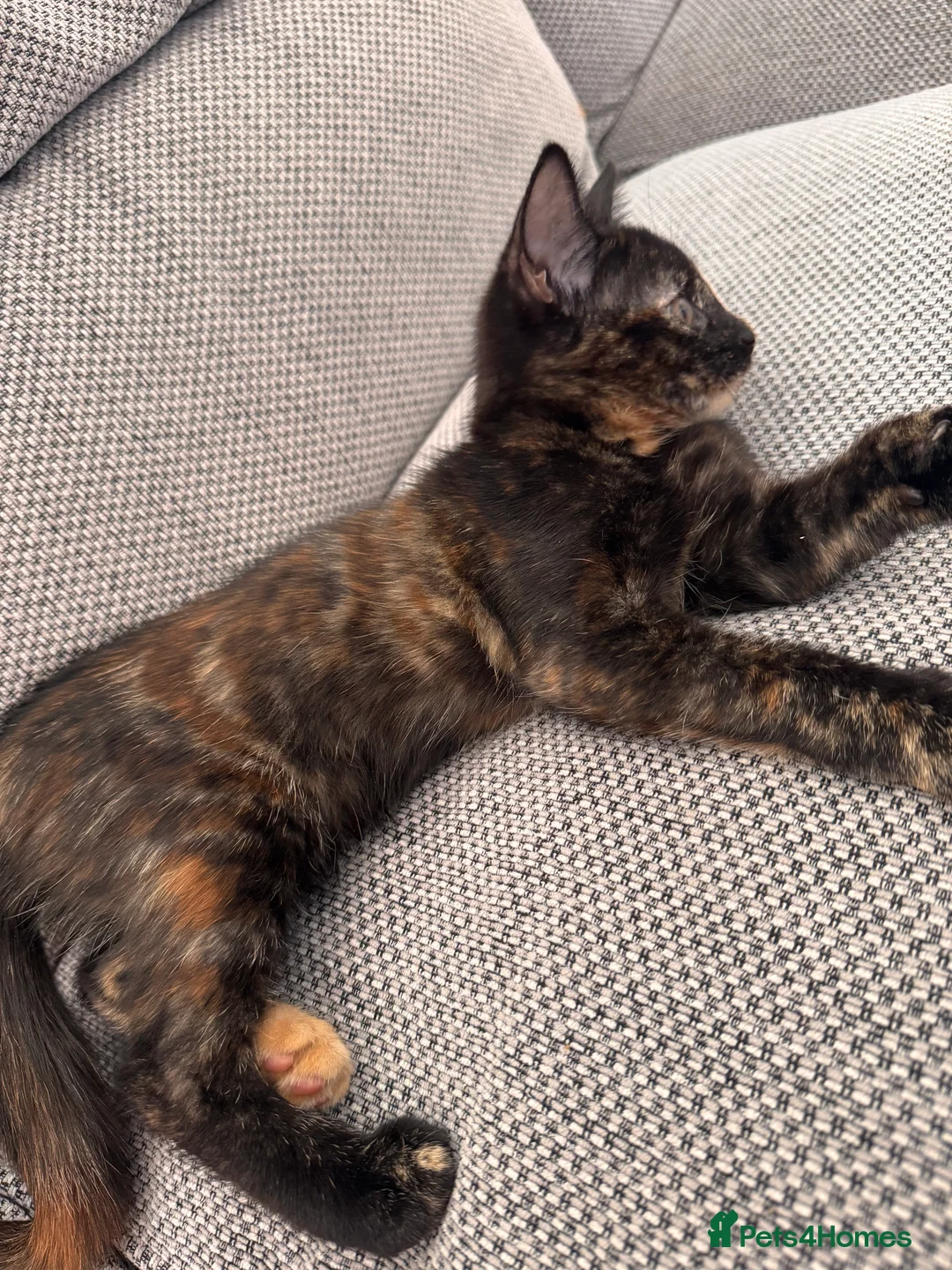 Domestic Shorthair cats for sale: Tortoiseshell girl kitten - Advert 2