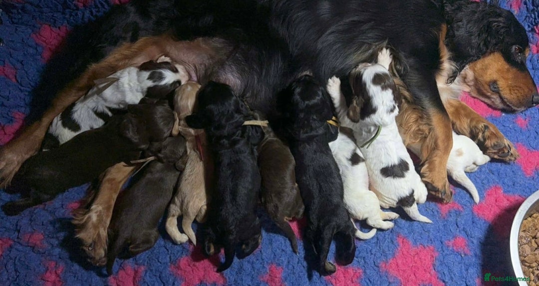 Cocker Spaniel dogs for sale: Stunning litter of 10 cocker spaniels KC reg 5⭐️ - Image 4