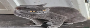 British Shorthair 2