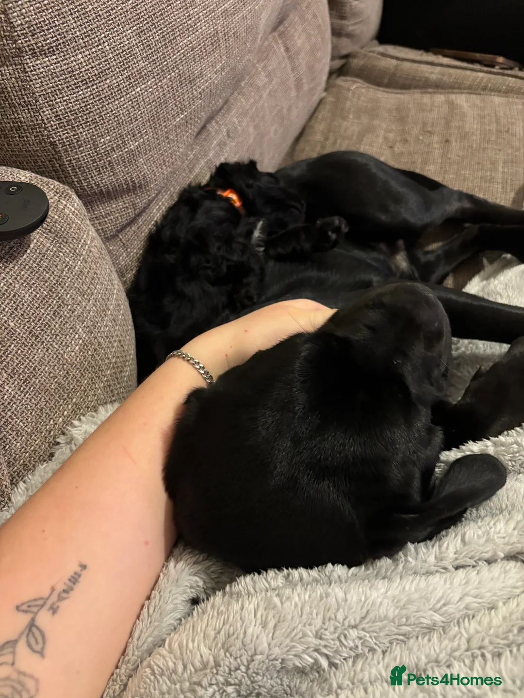 Mixed Breed dogs for sale: One girl puppie - Advert 4