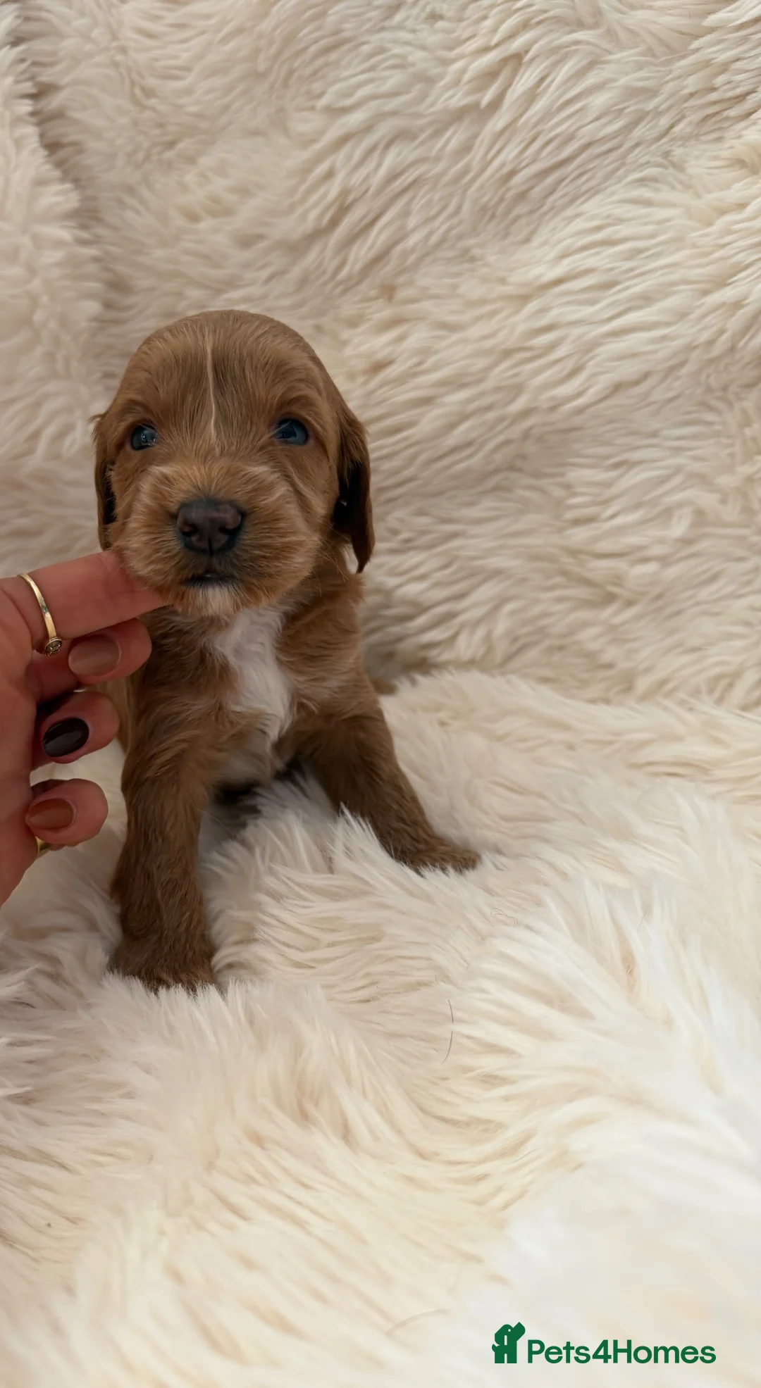 Mini Goldendoodle dogs for sale: Beautiful Miniature Goldendoodles Available  - Advert 2