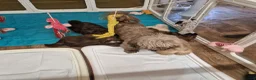 Shih Tzu dogs for sale: 5  imperial. Shih Tzu pups wanting forever homes  - Advert 6
