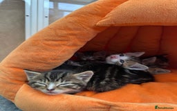 Mixed Breed cats for sale: Beautiful Tabby Kittens For Sale  - Image 14