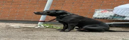 Mixed Breed dogs for sale: 14 Month Presador - Advert 7