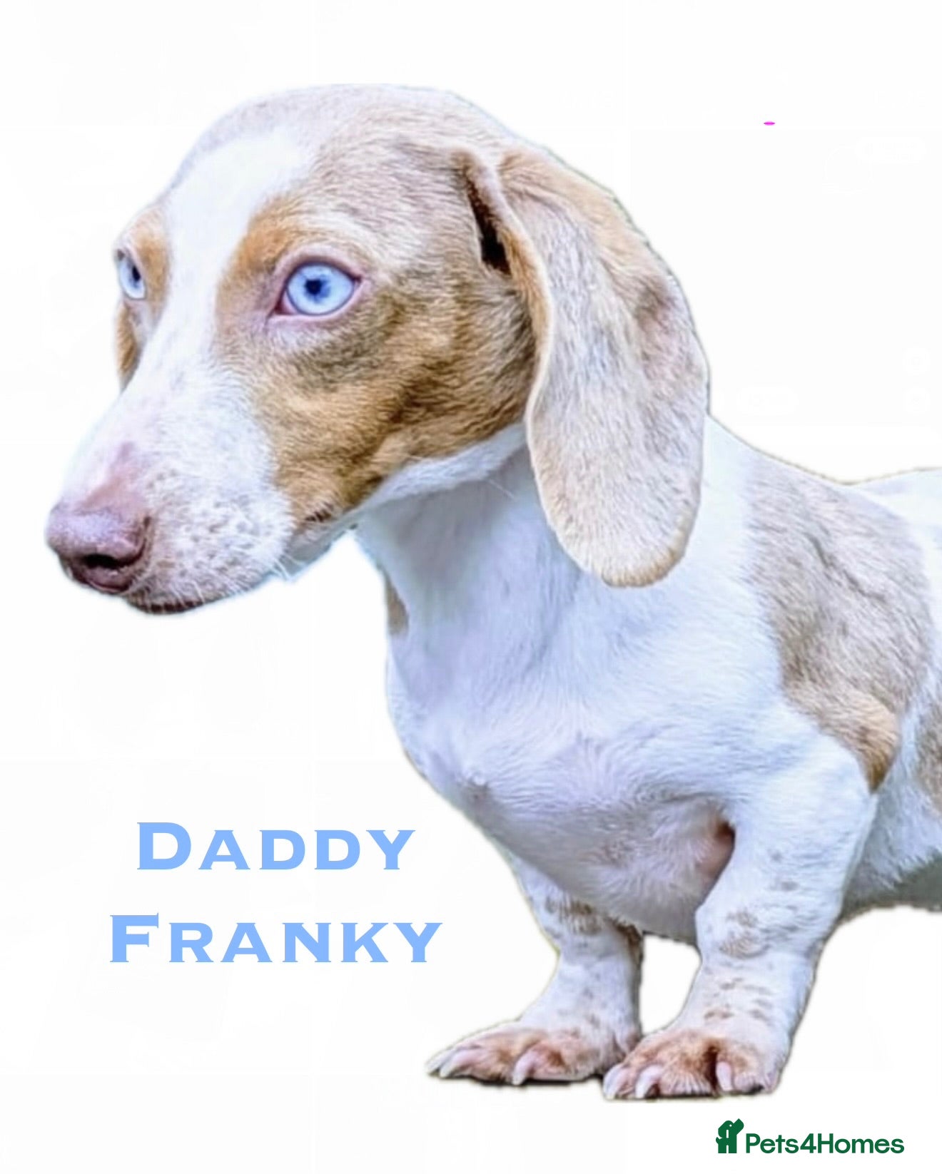 Miniature Dachshund dogs KC STUNNING COLOURED BLUE EYED SMOOTH & LONG COATS - Advert 2