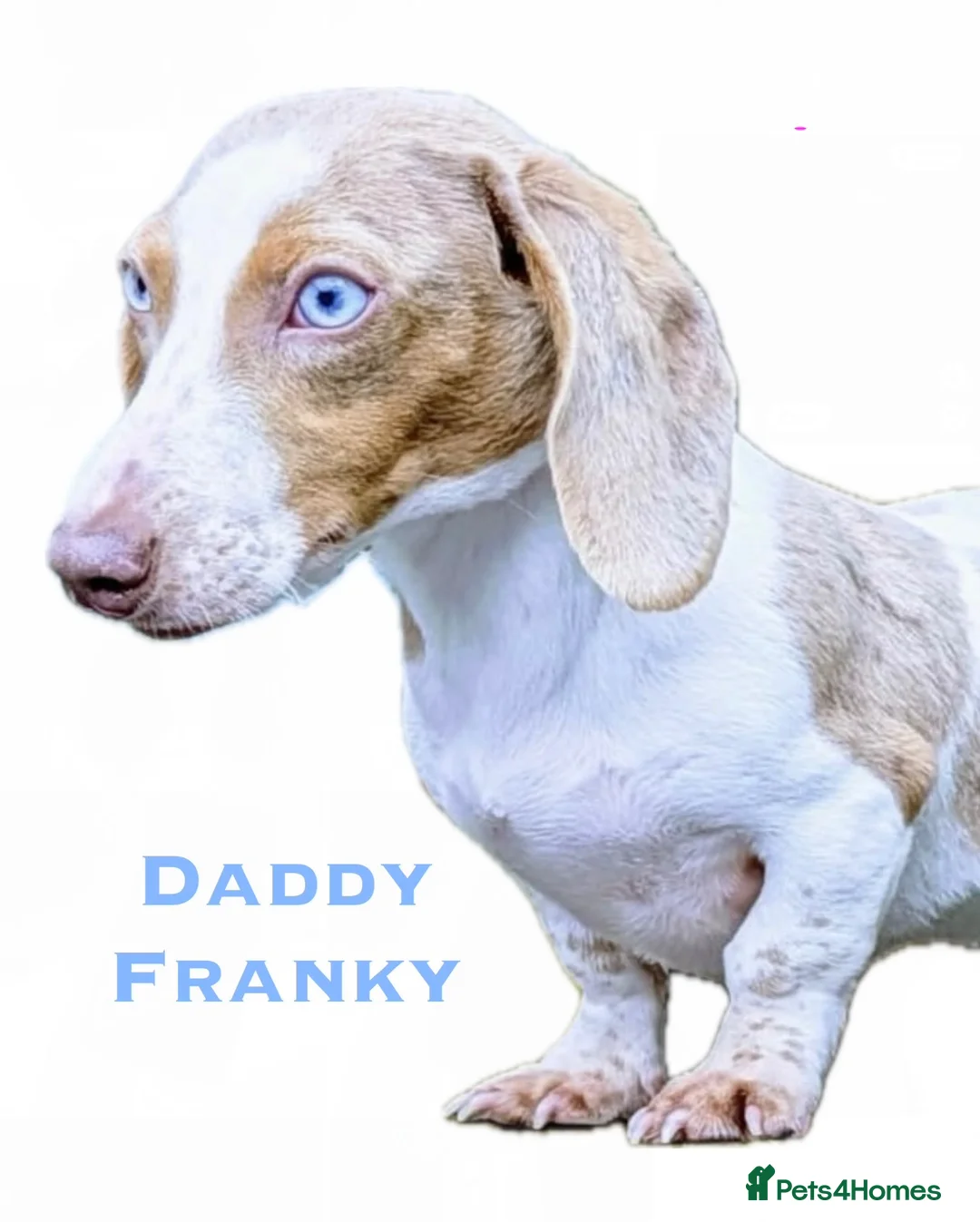 Miniature Dachshund dogs for sale: 1 LONGCOAT GIRL LEFT! 6 KC REG BEAUTIFUL BABIES!  - Advert 2