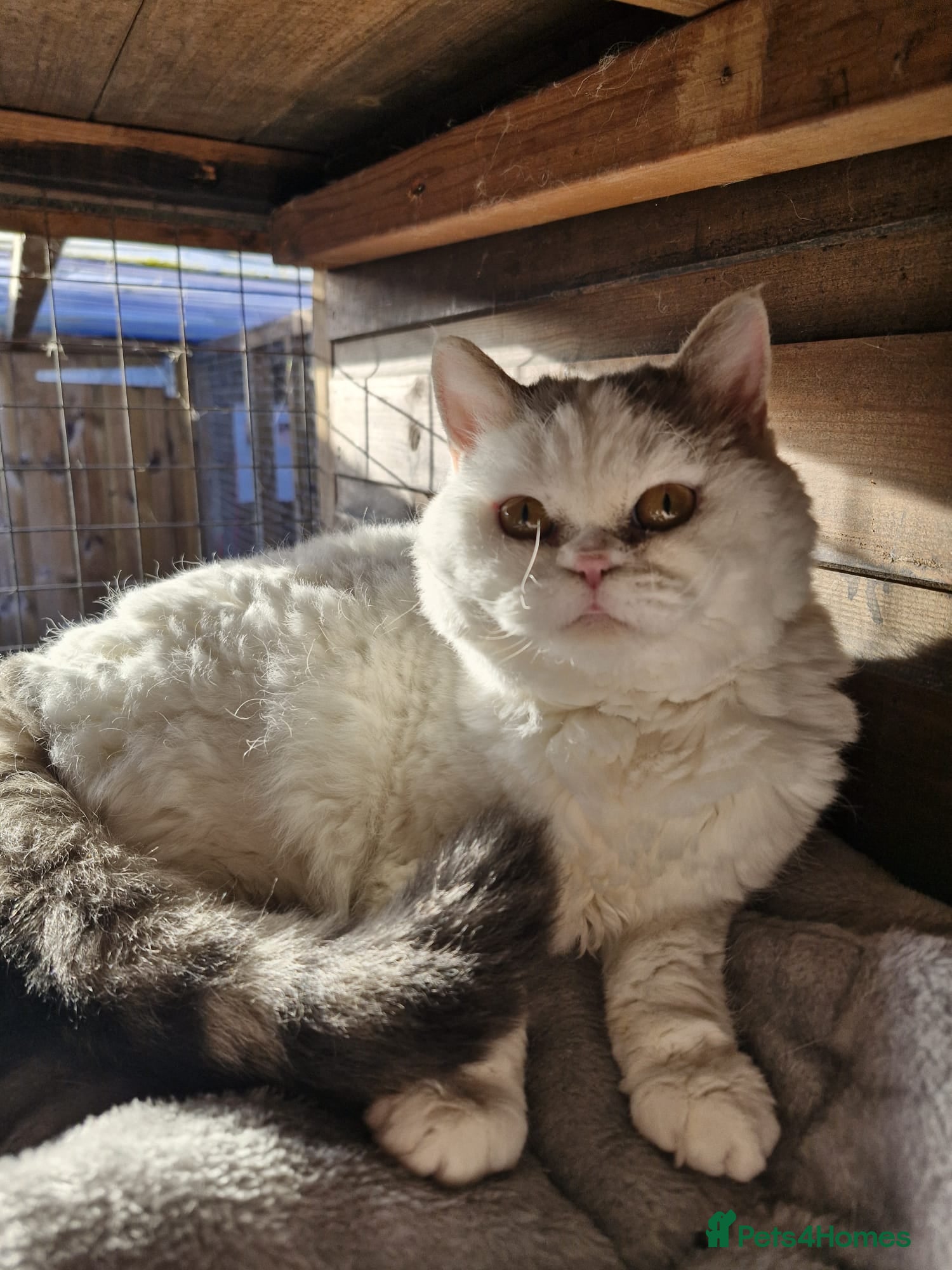 Selkirk Rex cats Tica reg curly selkirk rex  - Advert 1