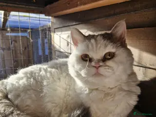 Selkirk Rex cats Tica reg curly selkirk rex - Advert 1