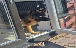 German Shepherd dogs for sale: German Shepherd  - Image 16