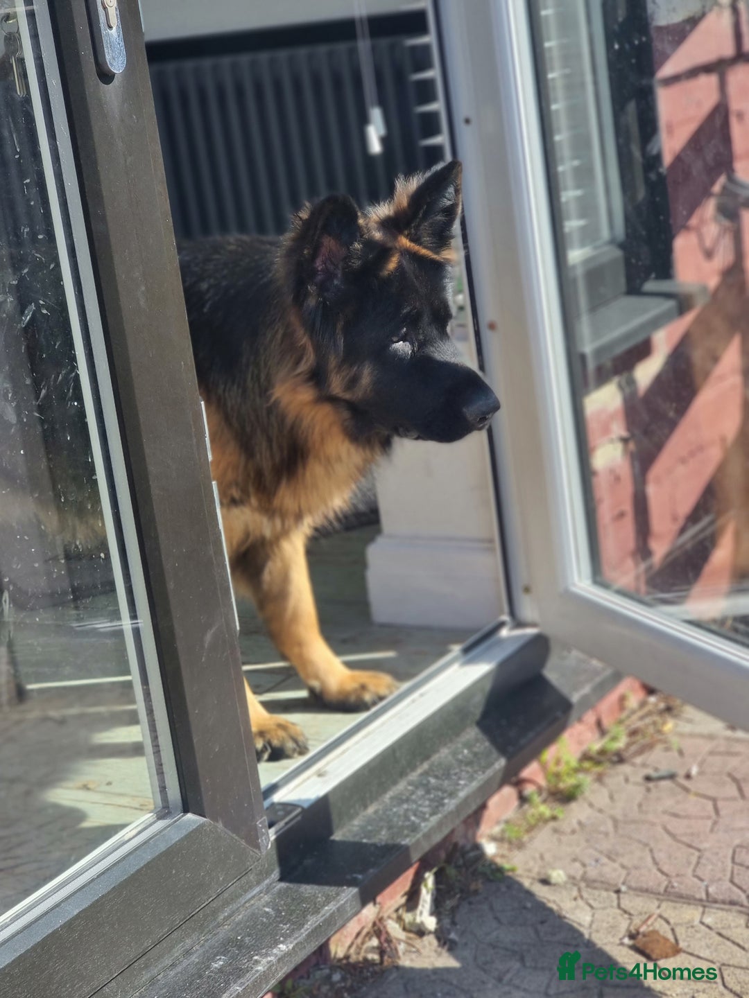 German Shepherd dogs for sale: German Shepherd  - Image 16