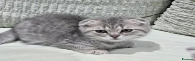 Scottish Fold Kitten 4