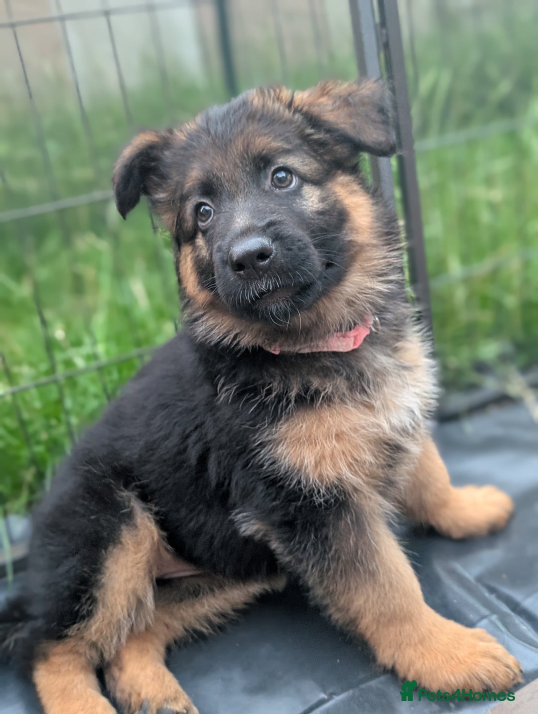 German Shepherd dogs for sale: Gorgeous and healthy German Shepherds Puppies - Image 7