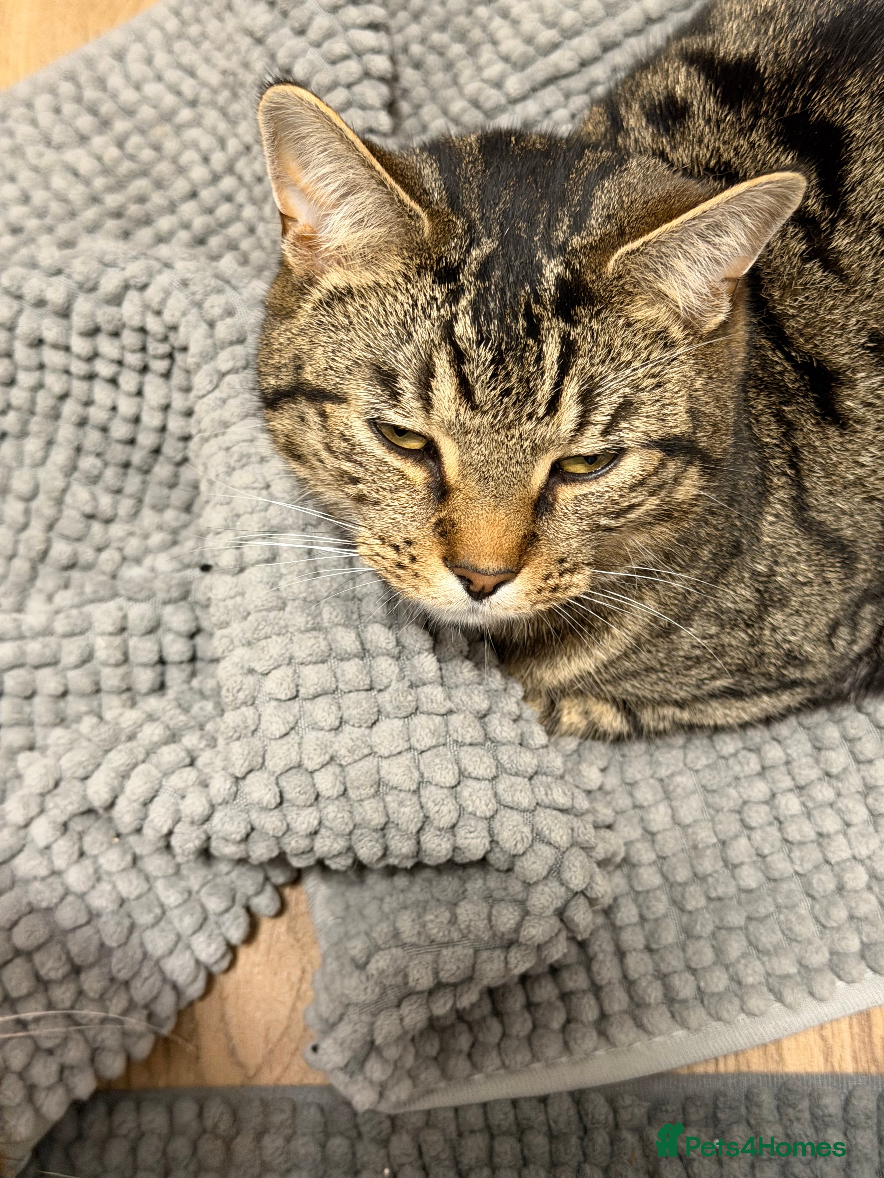 Mixed Breed cats Twin boys Ralph and Felix - Advert 1