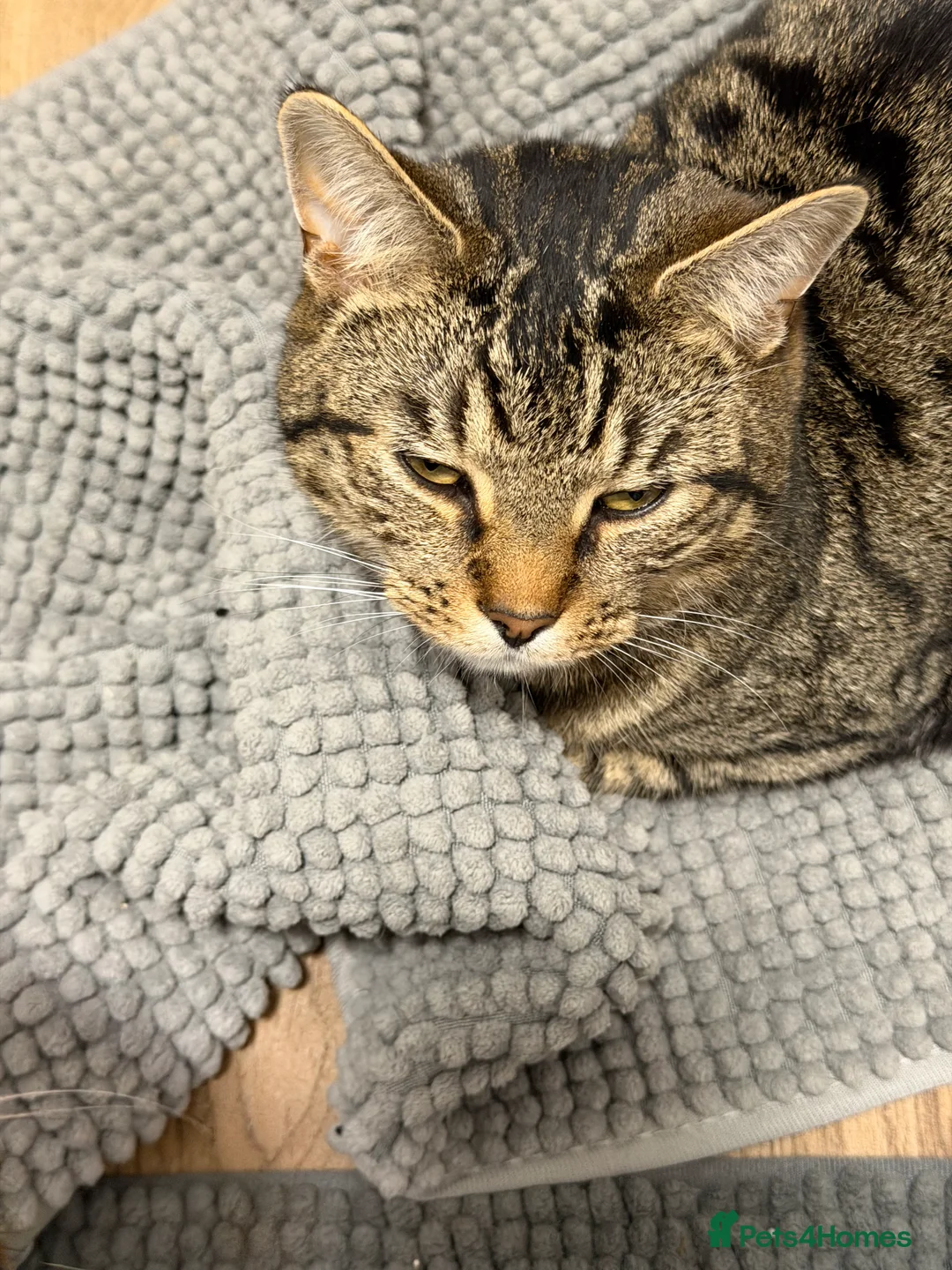 Mixed Breed cats for sale: Twin boys Ralph and Felix - Advert 1