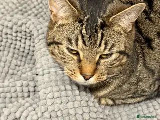 Mixed Breed cats Twin boys Ralph and Felix - Advert 1