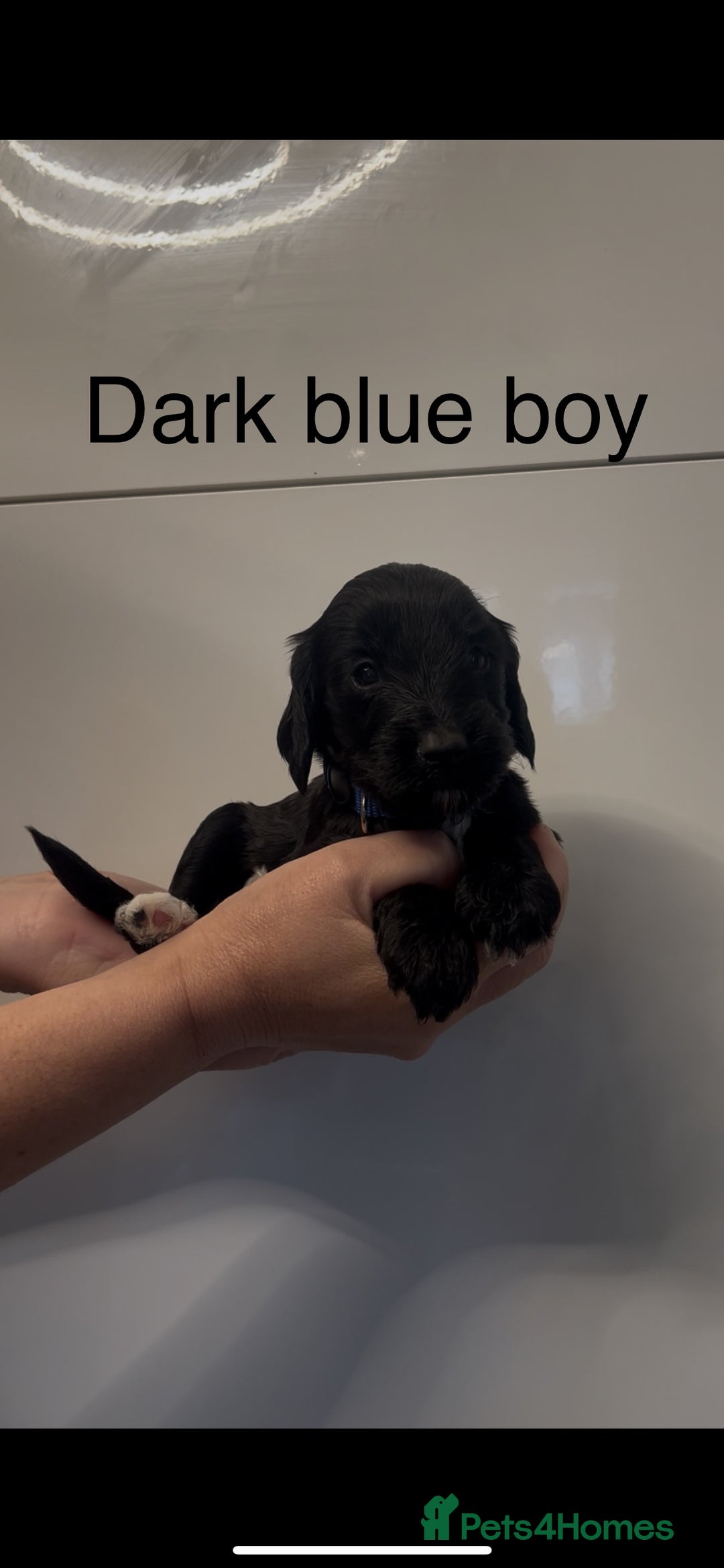 Cockapoo dogs for sale: Cockapoo puppies - Image 23