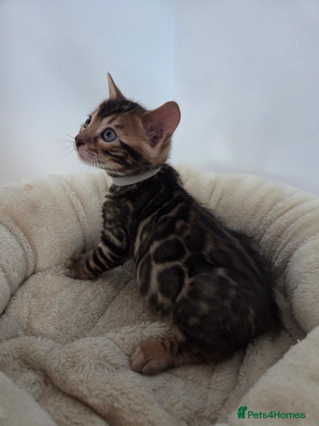 Bengal cats for sale: Tica register Bengal Kittens 😸  - Advert 12