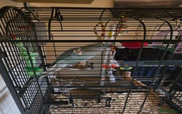 Ringnecks birds for sale: Ringneck Parrot. Rare Blue Colour & Cage - Advert 8