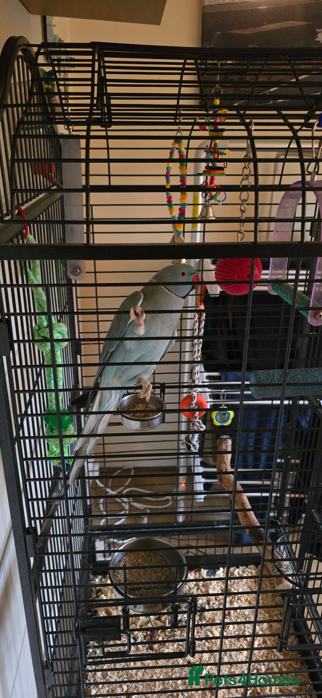 Ringnecks birds for sale: Ringneck Parrot. Rare Blue Colour & Cage - Advert 8