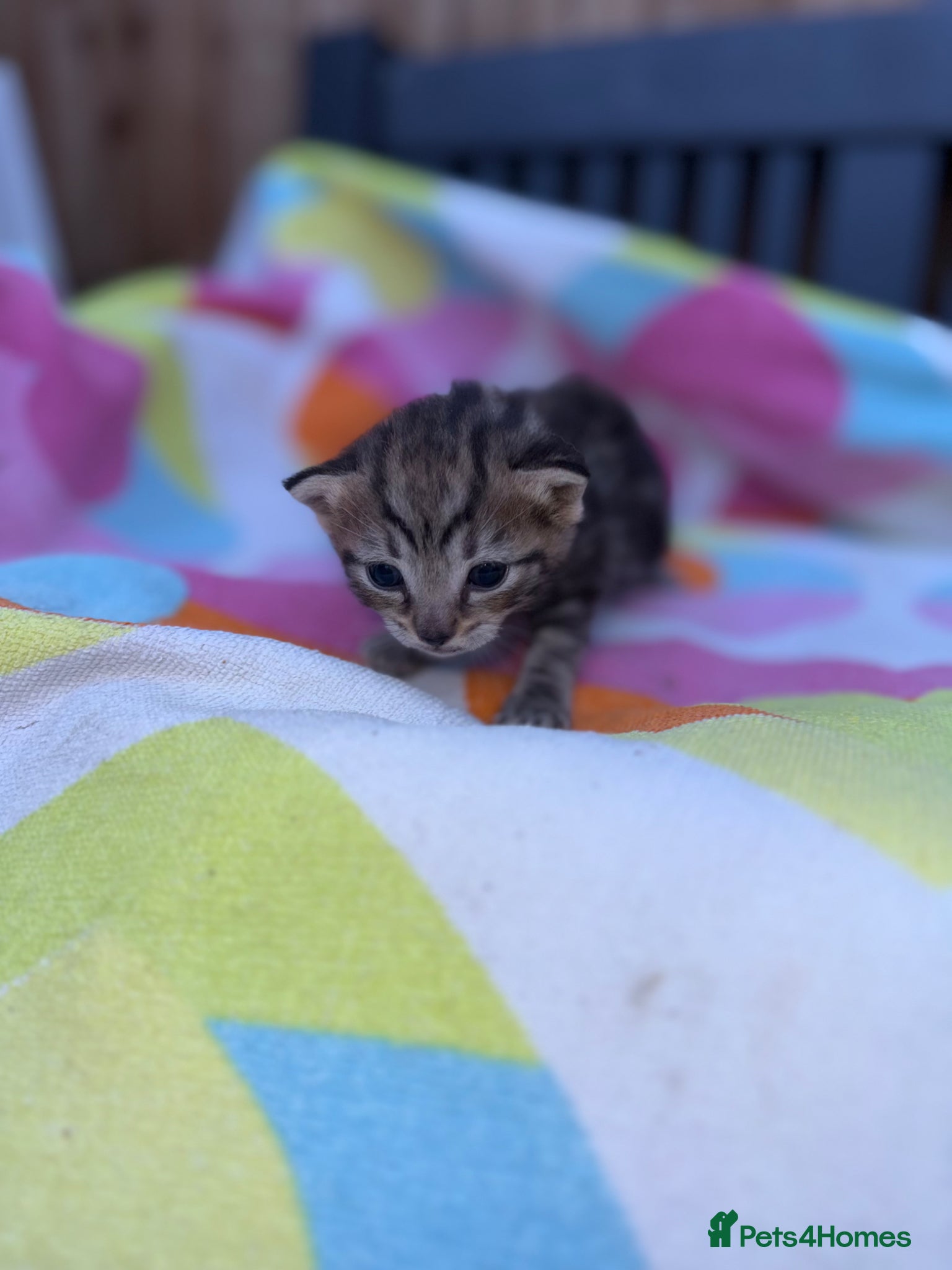 Domestic Shorthair cats Beautiful kittens  - Advert 4
