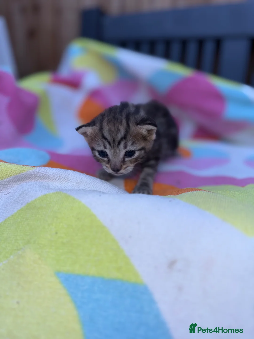 Domestic Shorthair cats for sale: Beautiful kittens  - Advert 2