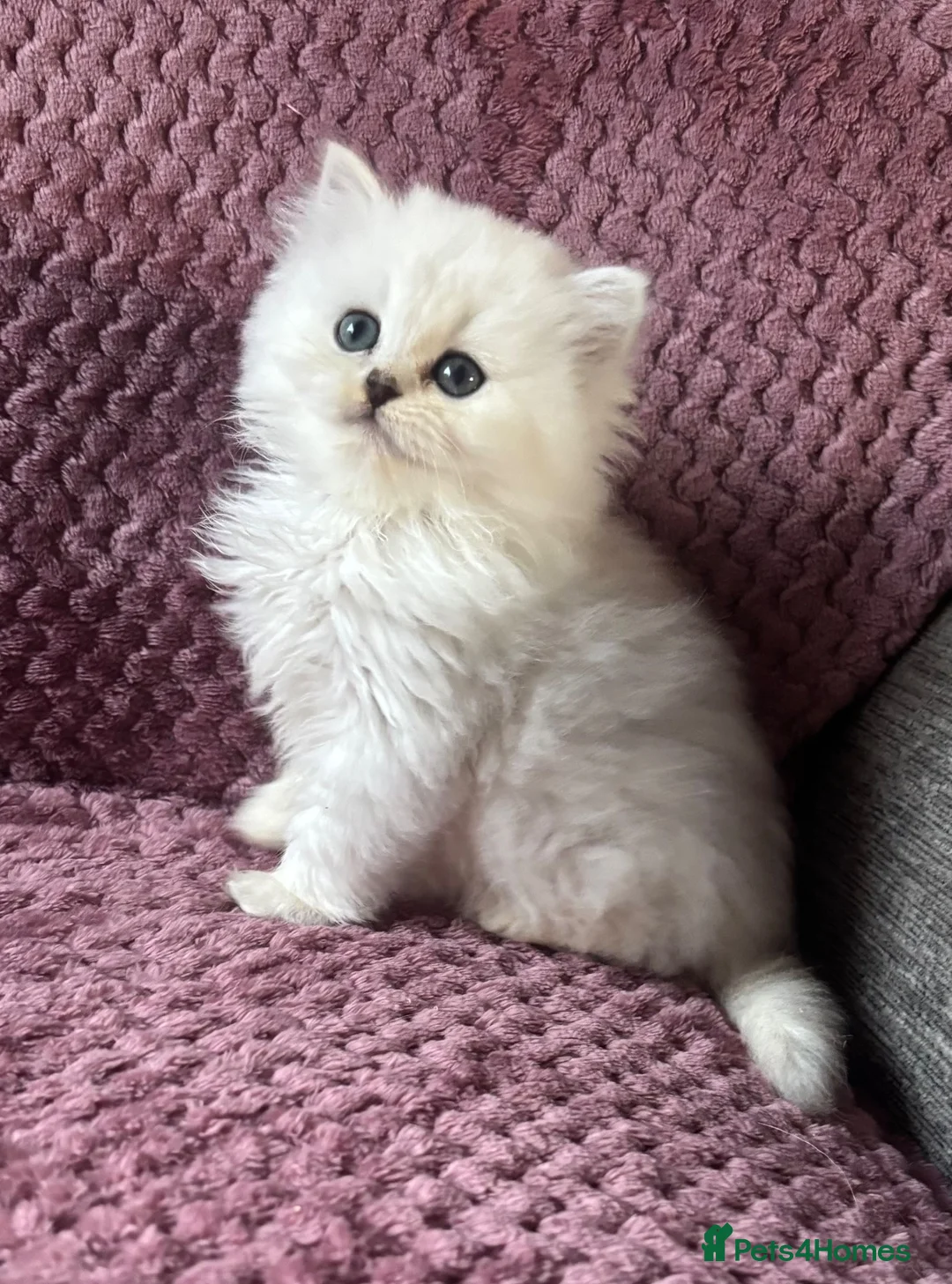 British Longhair cats for sale: Black tipped  Longhair and Golden Tipped Shorthair - Advert 2