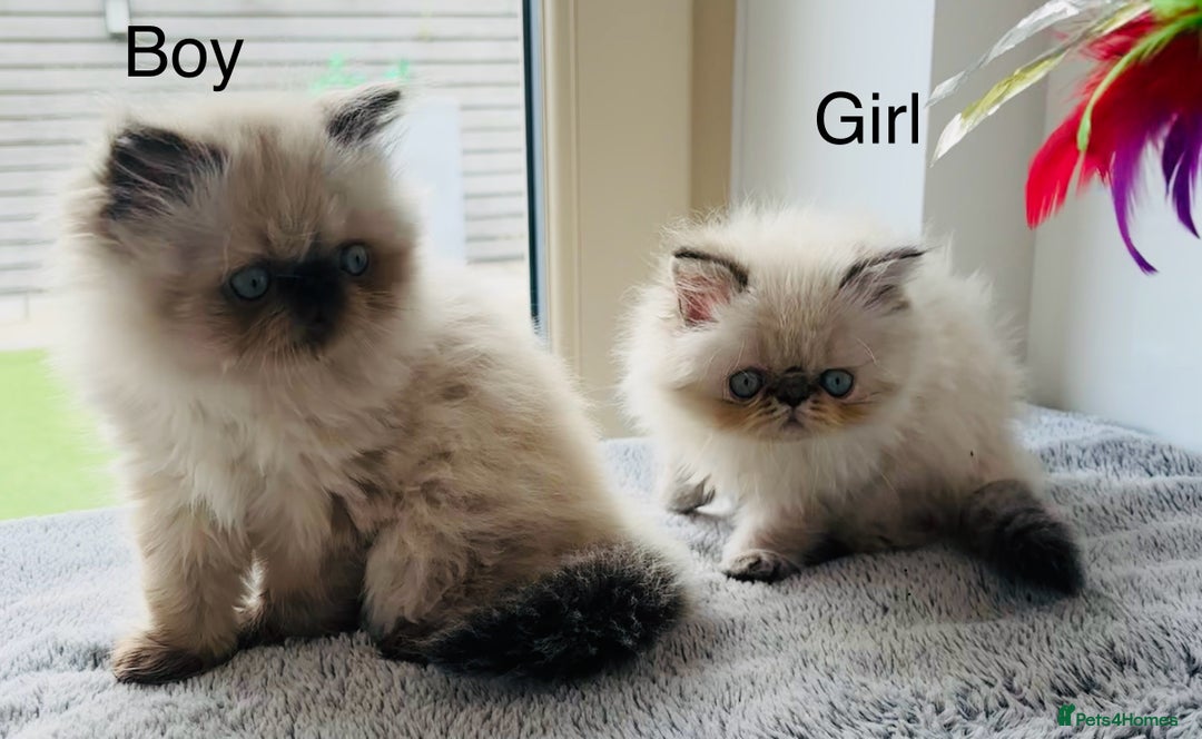 Persian cats for sale: LITTLE PERSIAN KITTENS FOR SALE!!! - Image 3