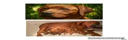 Labrador Retriever dogs for sale: Fox Red Labrador Puppies For Sale - Advert 1