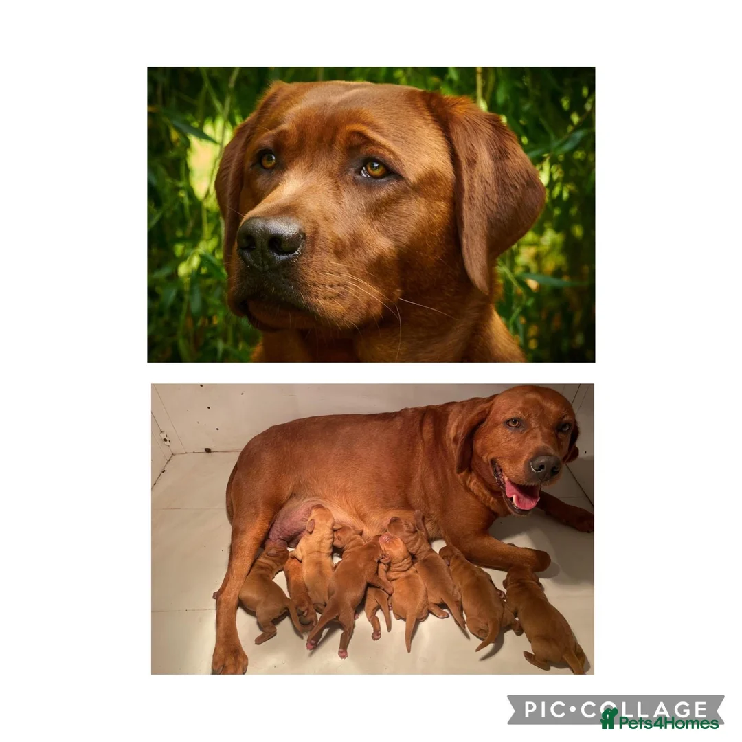 Labrador Retriever dogs for sale: Fox Red Labrador Puppies For Sale - Advert 1