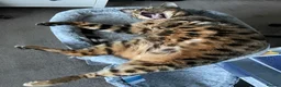 Bengal cats for sale: Bengal Female (indoor only) in Southampton - Advert 9