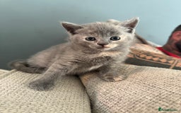 British Shorthair cats for sale: British shorthair cross Russian Blue - Image 8