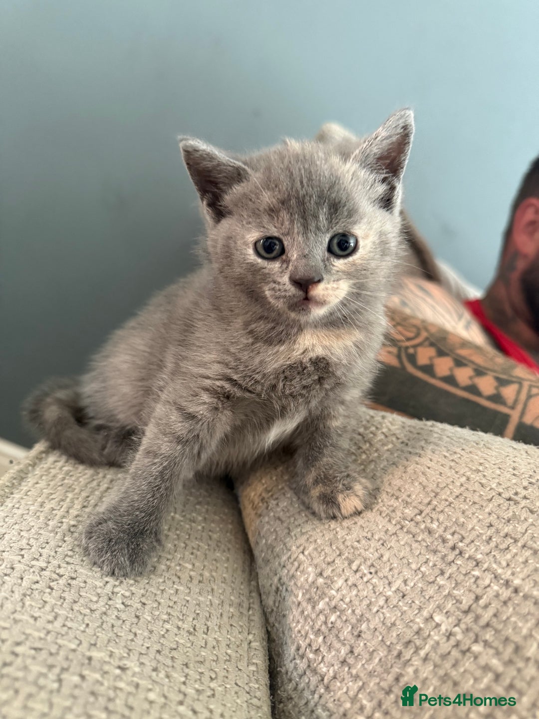 British Shorthair cats for sale: British shorthair cross Russian Blue - Image 8