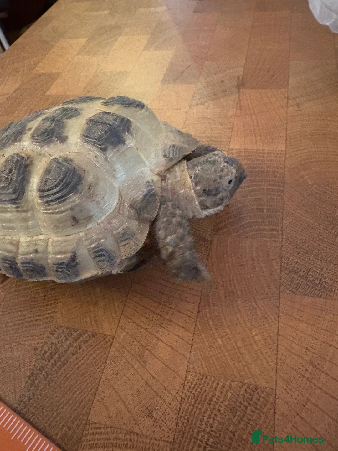 Tortoise reptiles for sale: Two Horsfield Tortoises  - Advert 5