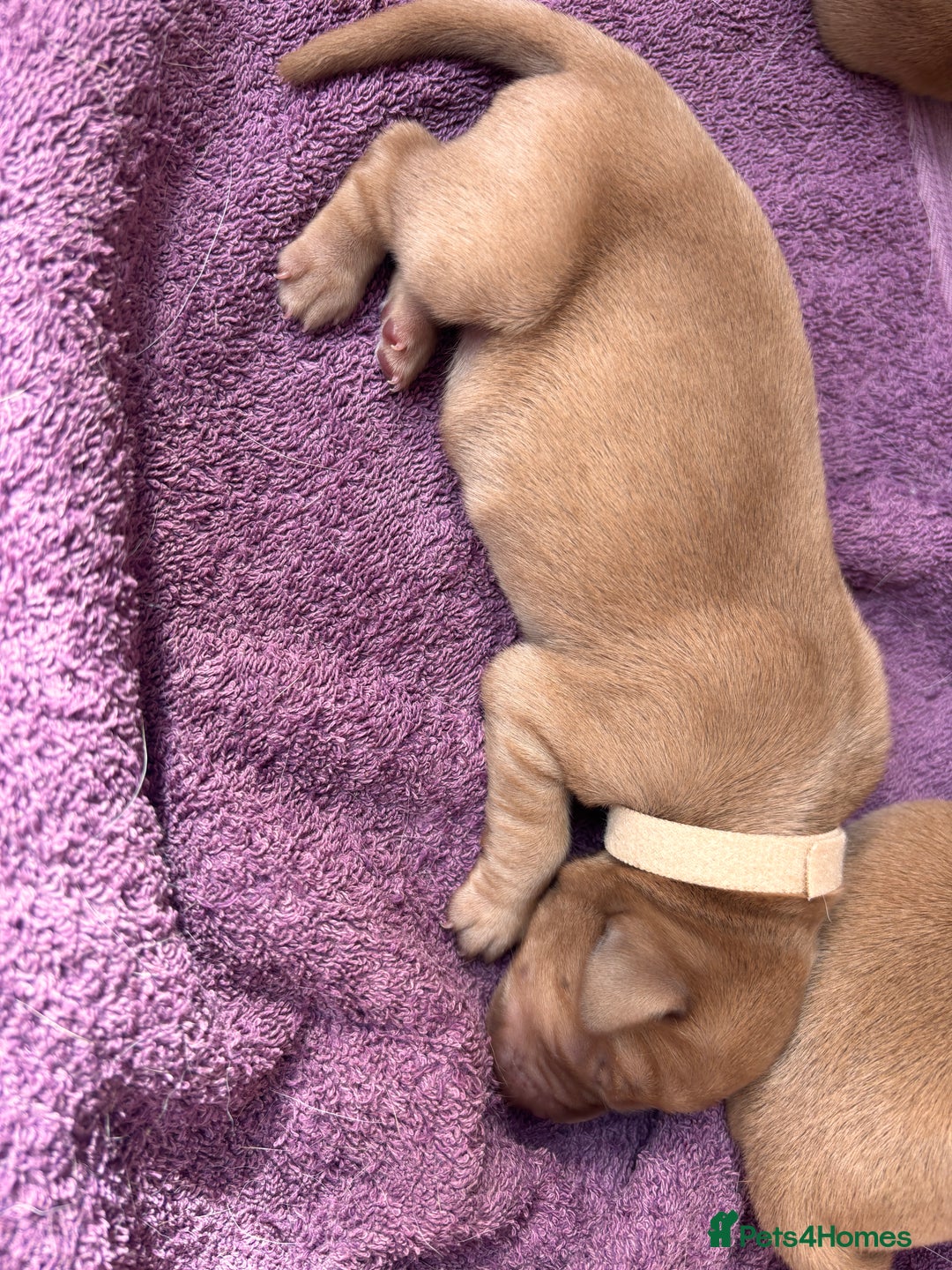 Labrador Retriever dogs for sale: KC Reg ‘Fox Red’ Labrador Retrievers  - Image 26