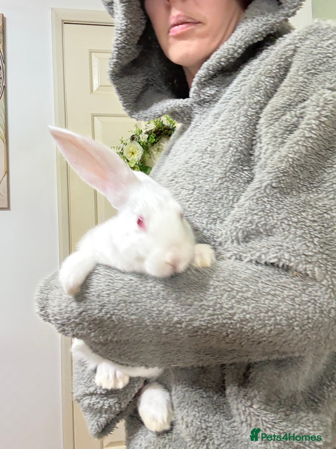 Californian rabbits for sale: Californian Does and Bucks ready now - Image 6