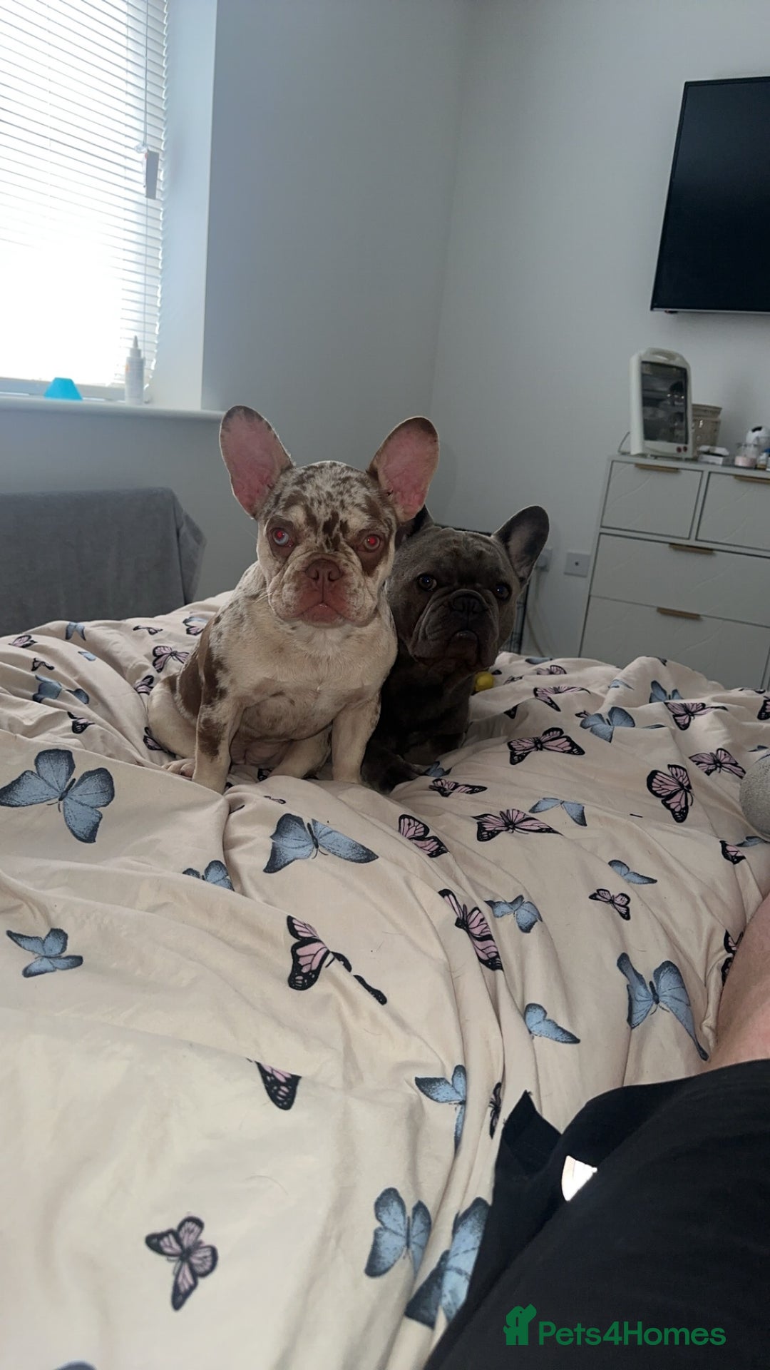 French Bulldog dogs for sale: French bulldog  - Image 4