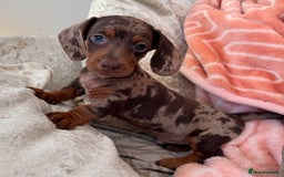 Miniature Dachshund dogs for sale: ❤️🐾💫 Outstanding Miniature Dachshunds 🐾❤️💫 - Image 22