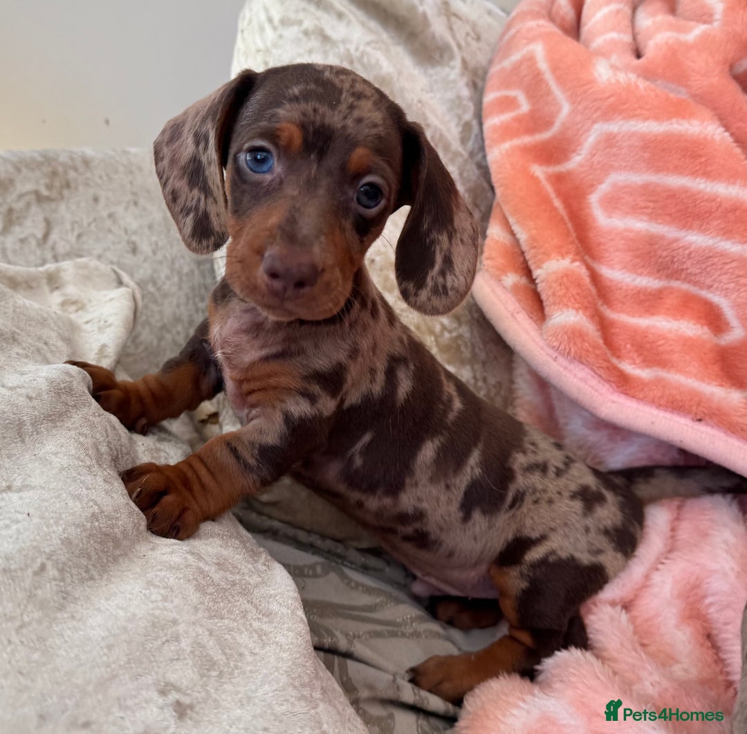 Miniature Dachshund dogs for sale: ❤️🐾💫 Outstanding Miniature Dachshunds 🐾❤️💫 - Image 22