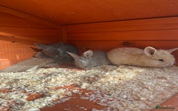 Mini Lop rabbits for sale: A Mix of Mini lop and Mini Lion Lop - Image 25