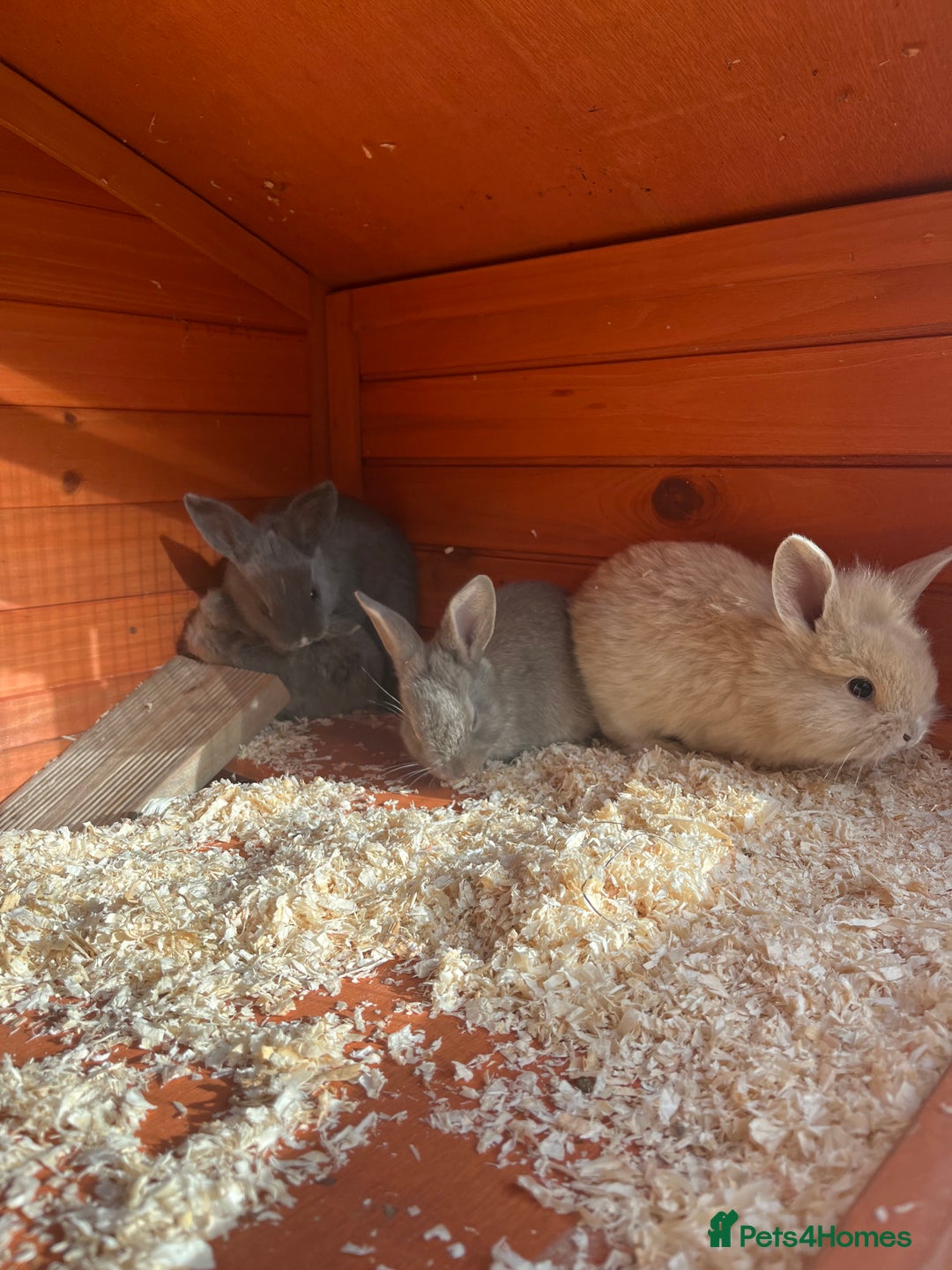 Mini Lop rabbits for sale: A Mix of Mini lop and Mini Lion Lop - Image 25