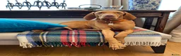 Hungarian Vizsla dogs for sale: Beautiful Vizsla puppies (DOB18/4) 3 girls, 3 boys in Twickenham - Advert 13