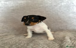 Jack Russell dogs for sale: Stunning tri coloured Jack Russel girl available  - Image 9