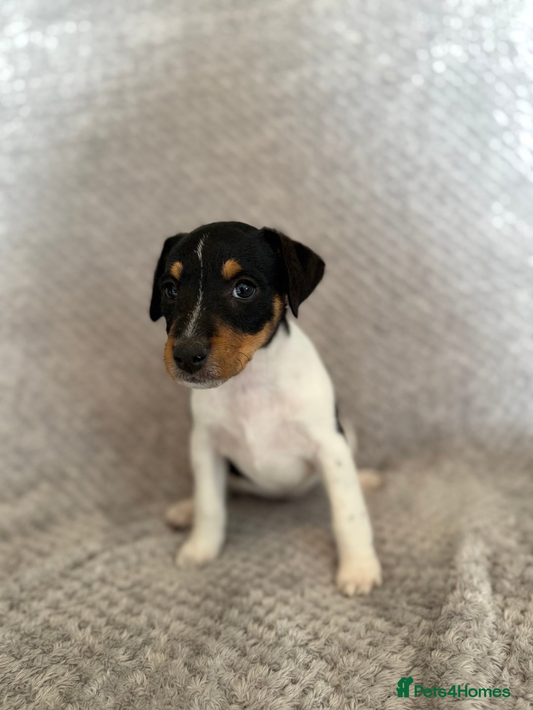 Jack Russell dogs for sale: Stunning tri coloured Jack Russel girl available  - Image 9