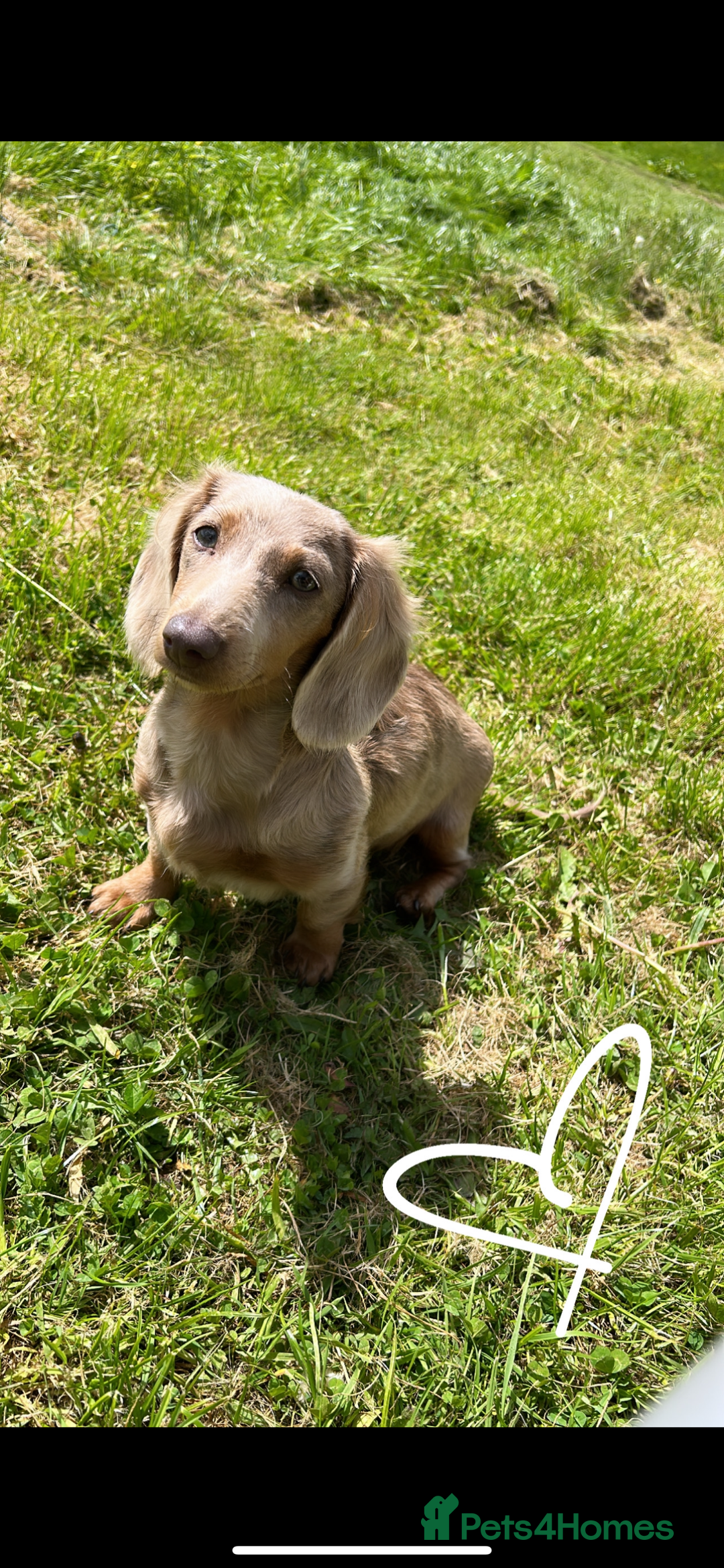 Miniature Dachshund dogs for sale: Long Haired ( Choclate Based ) Mini Dachshunds  - Advert 2