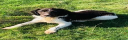 English Springer Spaniel dogs for stud: HEALTH TESTED FTCH bred springers for stud - Advert 18